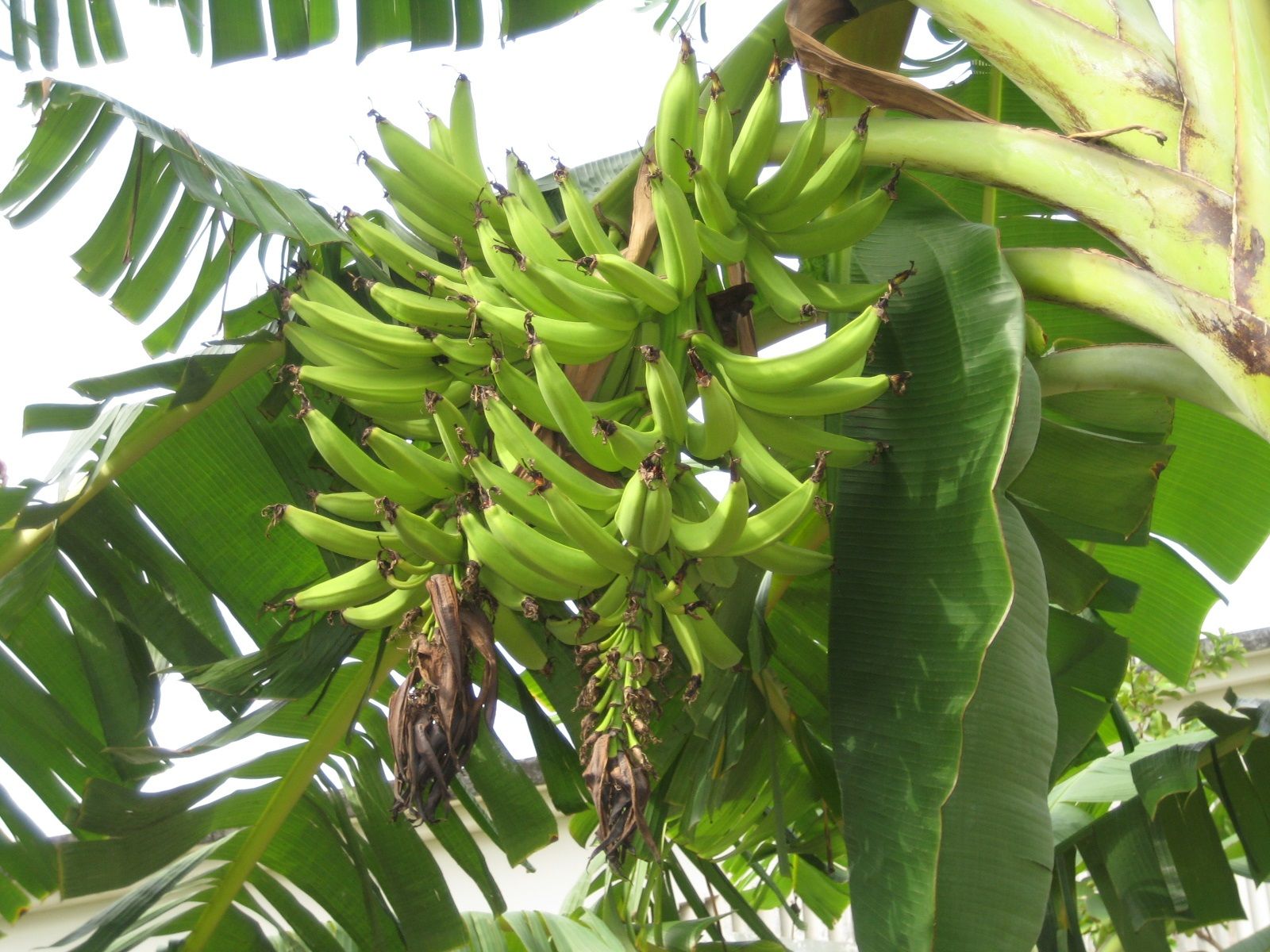 banana II SIMAO.jpg