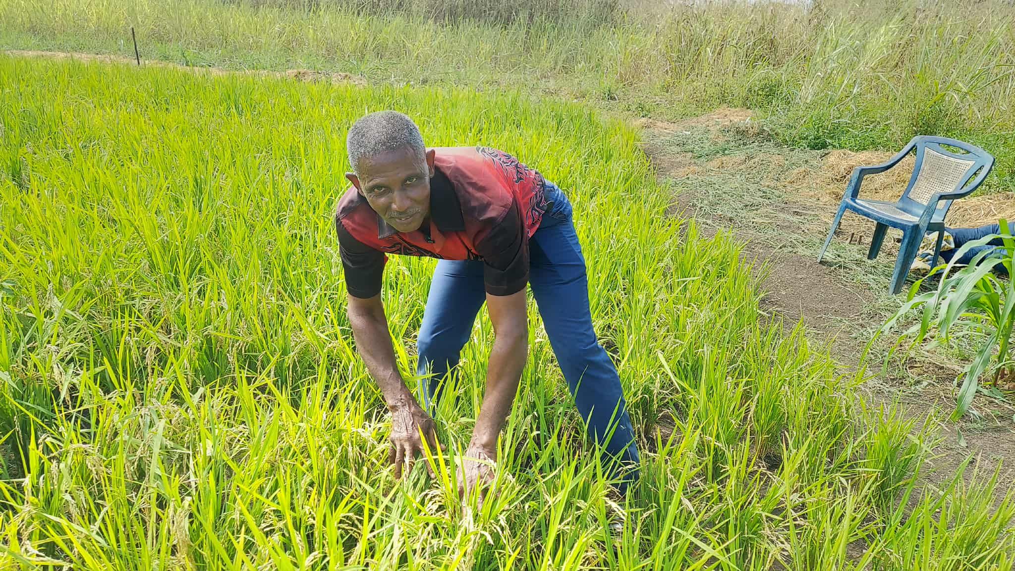 olavo moreno na plantacao arroz cvsports.jpeg